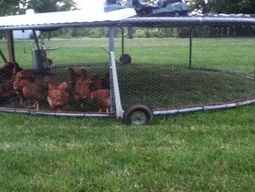 A mobile trampoline chicken coop