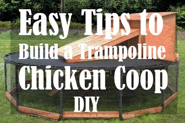 Easy Tips to Build a Trampoline Chicken Coop DIY