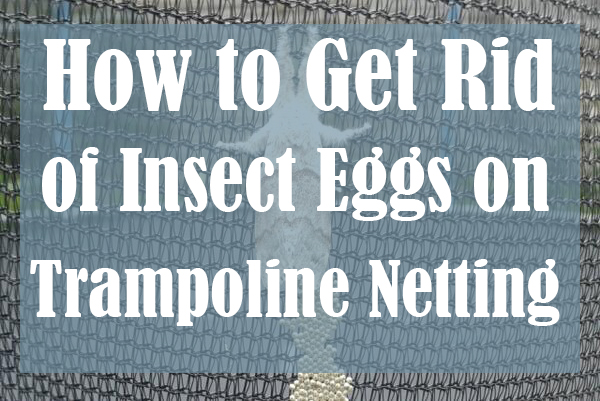 How to Get Rid of Insect Eggs on Trampoline Netting