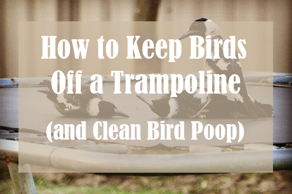 How to Keep Birds Off a Trampoline (and Clean Bird Poop)