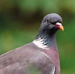 How to Keep Pigeons off Trampoline