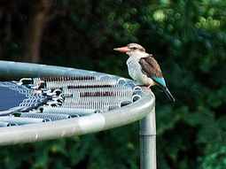 How to Stop Birds Landing on a Trampoline Net