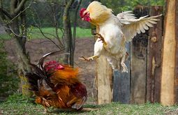 My chickens are fighting each other, what should I do