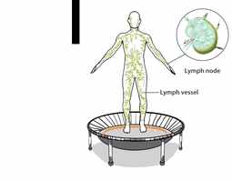 What Is the Lymphatic System