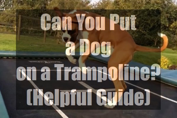 Can-You-Put-a-Dog-on-a-Trampoline-Helpful-Guide-pin