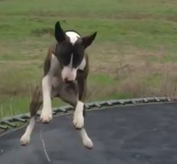 Do-Dogs-Like-Trampolines