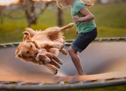 How-to-Teach-a-Dog-To-Jump-on-a-Trampoline-sml